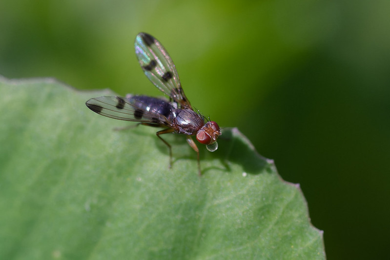 07 Geomyza tripunctata.jpg
